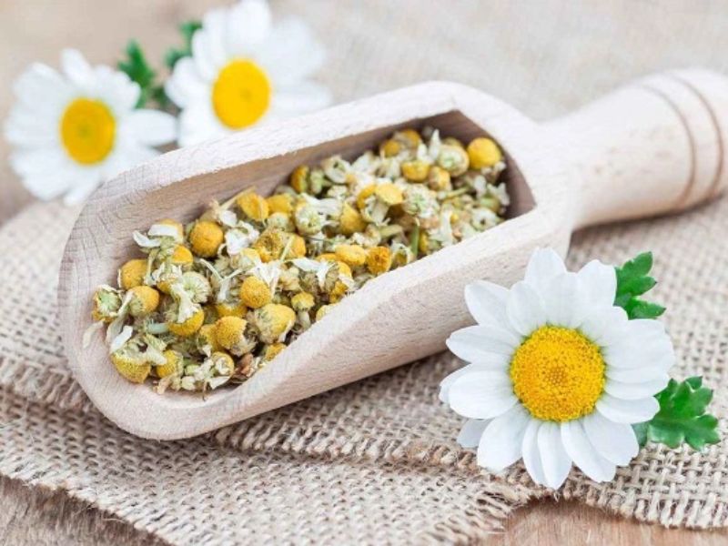 Hoa cúc trắng là một loại thảo mộc quý giá dành cho sức khỏe