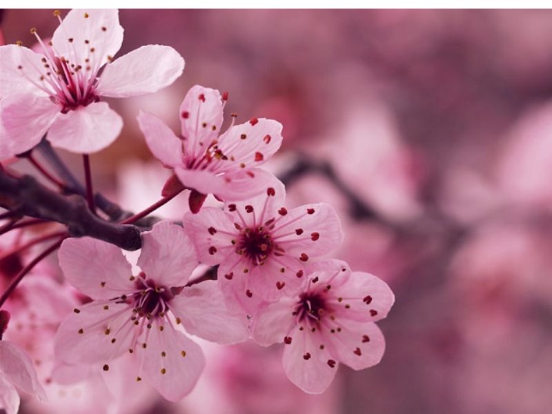 Hoa anh đào dùng để chào đón thành viên mới trong gia đình