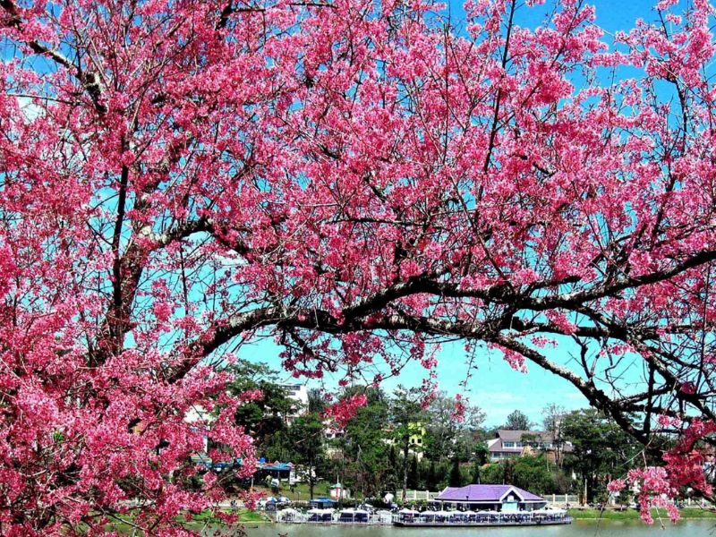 Hoa anh đào đẹp rực rỡ bên bờ sông