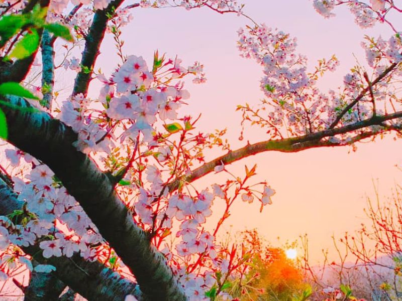 Vẻ đẹp tinh khôi của hoa anh đào khi hoàng hôn buông xuống