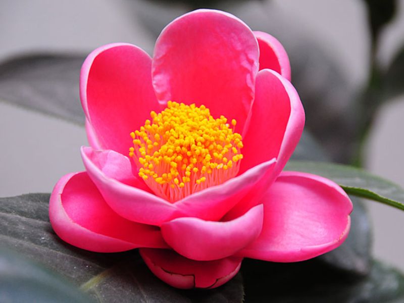 Hoa hải đường cánh hoa to, nhụy hoa vàng