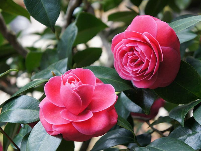 Hình ảnh hoa hải đường đẹp long lanh