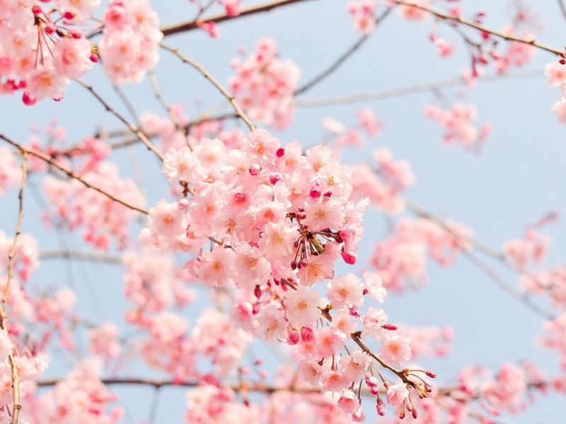 Hoa anh đào là biểu tượng của thanh xuân