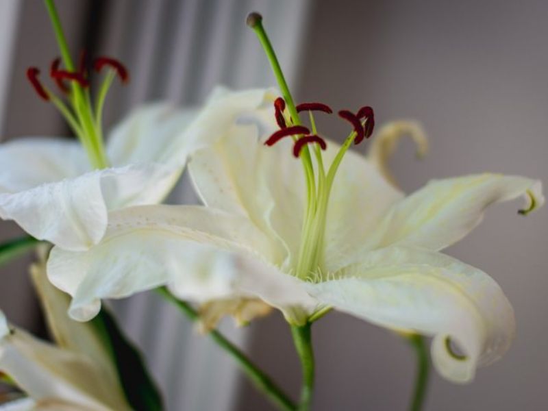 Hoa lily tượng trưng cho sự hồi sinh