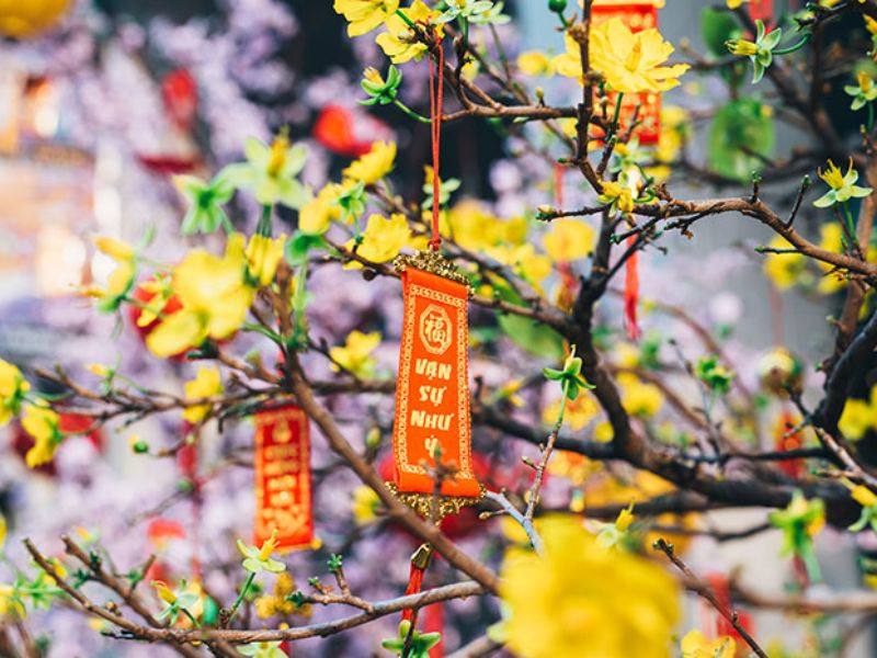 Hoa mai là loài hoa được dùng để làm cảnh trong ngày tết