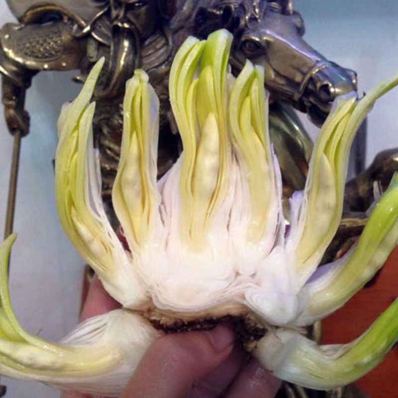 Nhân giống hoa thủy tiên