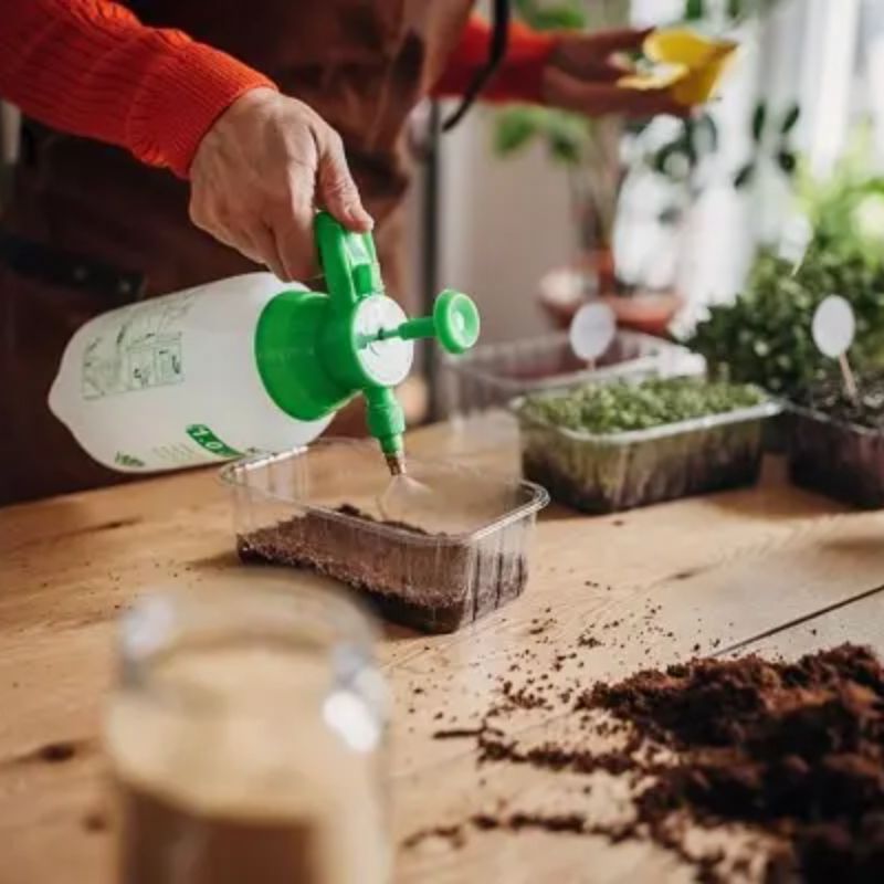 Trồng hoa dã quỳ đơn giản