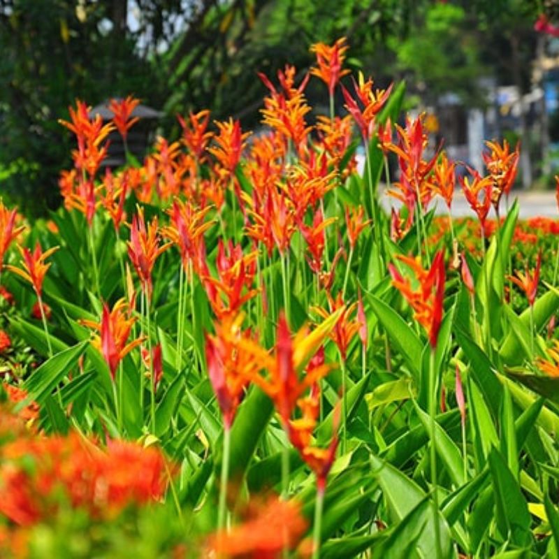 Hoa thiên điểu đẹp những không nên đến gần