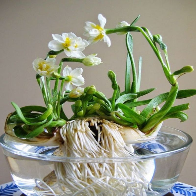 Hoa thủy tiên dễ mắc các bệnh do sâu bệnh gây ra