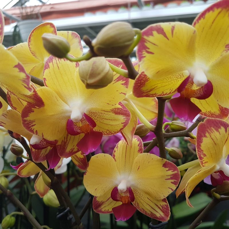 Hoa lan vàng đẹp rực rỡ