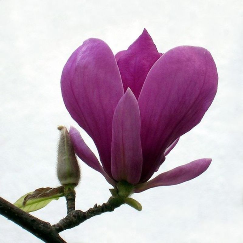 Hoa mộc lan tím thủy chung