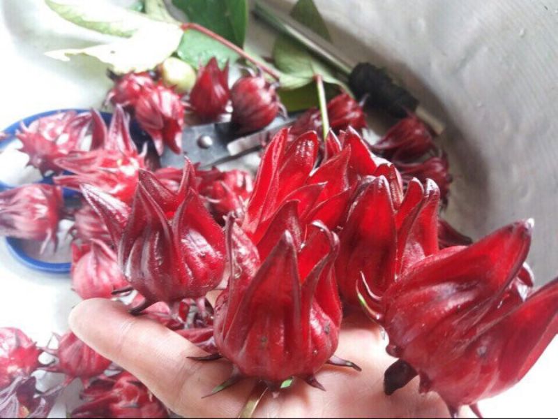 Dùng atiso để ngâm đường pha nước uống
