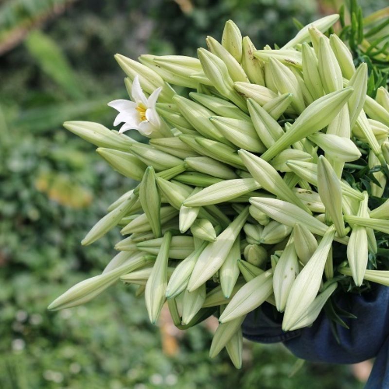 Trồng hoa loa kèn cần phải chọn giống, chọn đất cẩn thận.