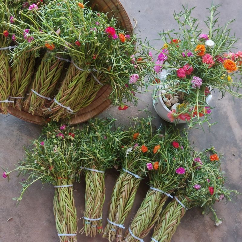 Hướng dẫn trồng hoa mười giờ