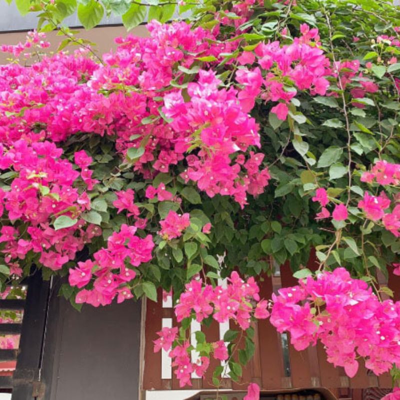 Hoa giấy mọc thành giàn leo