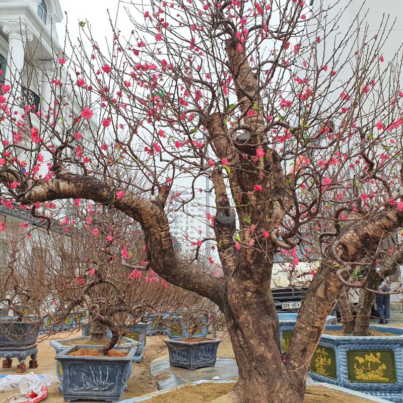 Cây đào cổ thụ