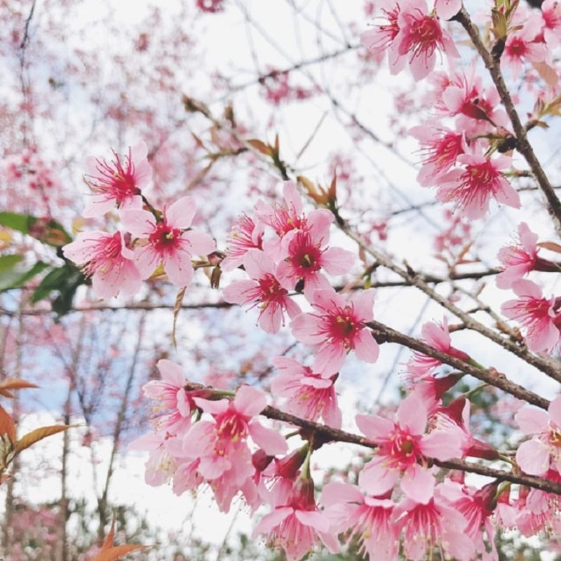 Đào má hồng Đà Lạt