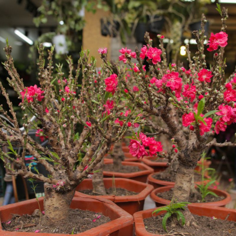 Hoa đào thất thốn quý hiếm