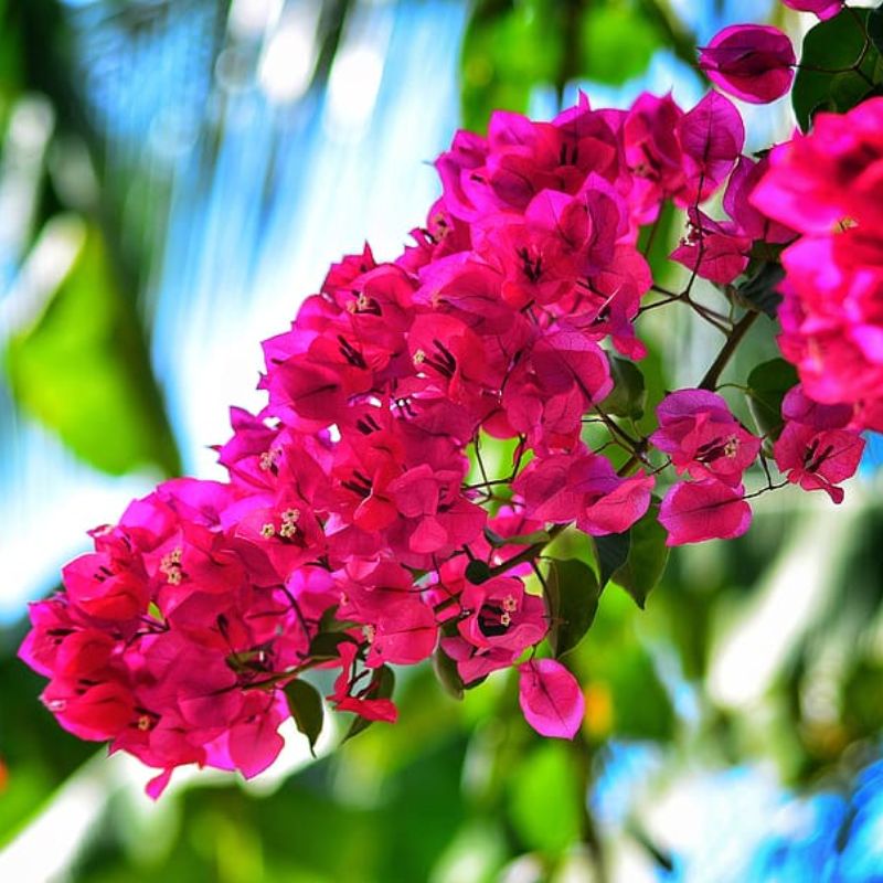 Chùm hoa giấy hồng
