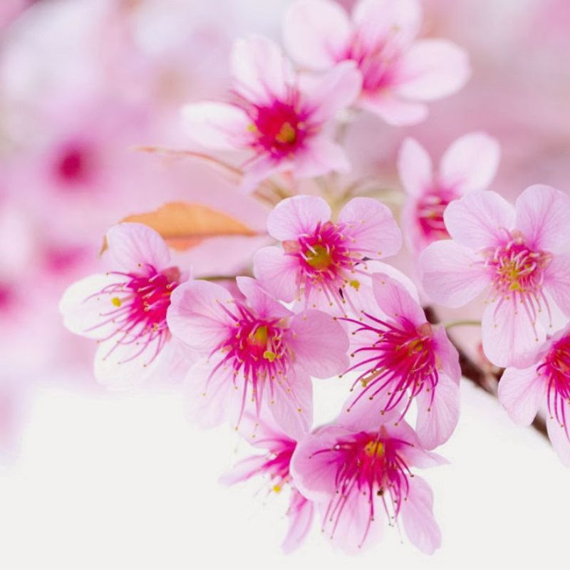 Hoa đào đẹp mê ly