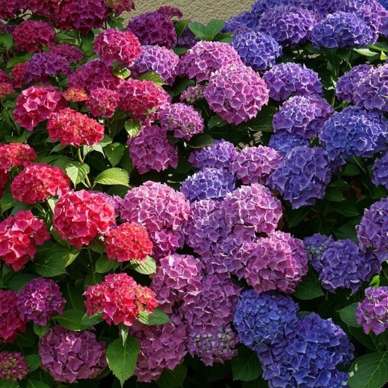 Hình ảnh hoa cẩm tú cầu