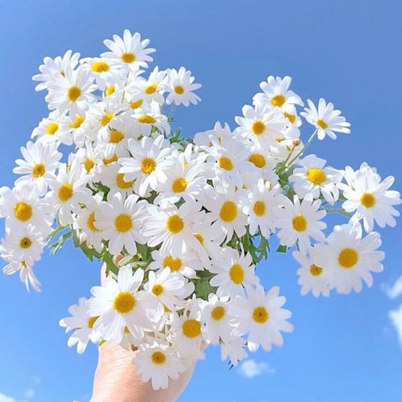 Loài hoa bình dị nhưng ý nghĩa sâu sắc