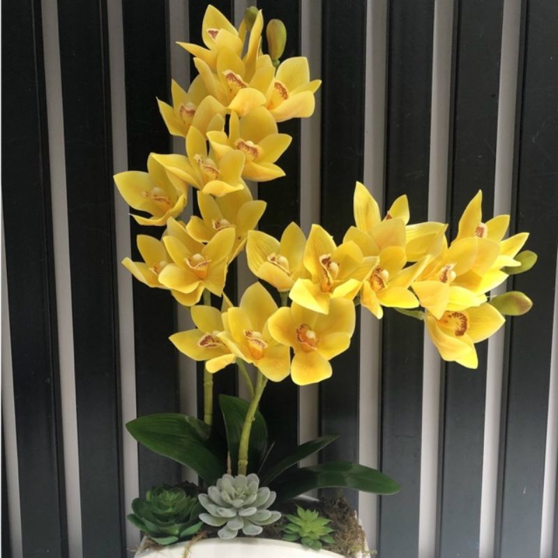 Hoa địa lan vàng - hoa ý nghĩa ngày 20/10