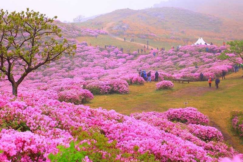 Hoa đỗ quyên có độc