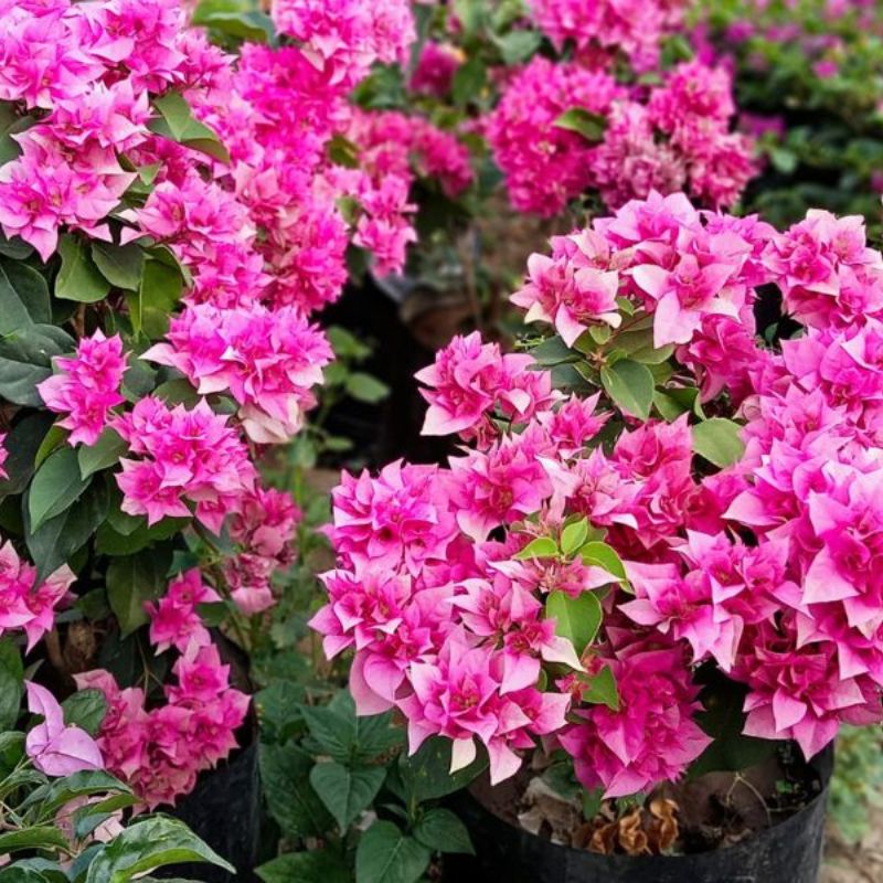 Hoa giấy Mỹ