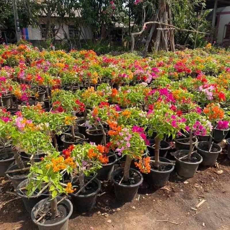 Hoa giấy Thái Lan
