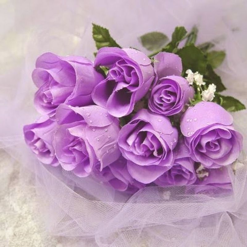 Hoa hồng tím độc đáo và thu hút
