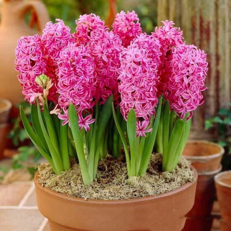 Hoa lan dạ hương độc đáo