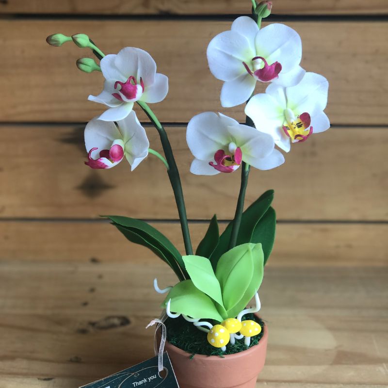Hoa lan hồ điệp tặng mẹ