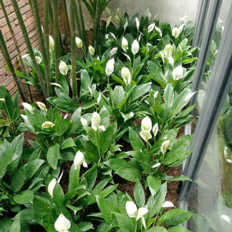 Hoa lan ý với vẻ đẹp cực kỳ ấn tượng