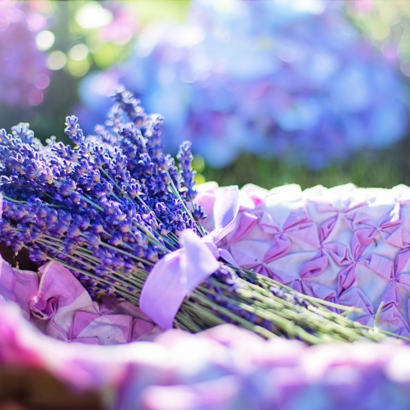 Hoa lavender với sắc tím mộng mơ