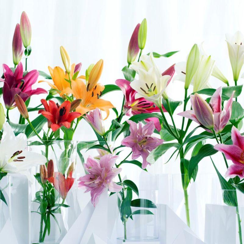 Hoa lily với nhiều ý nghĩa hay