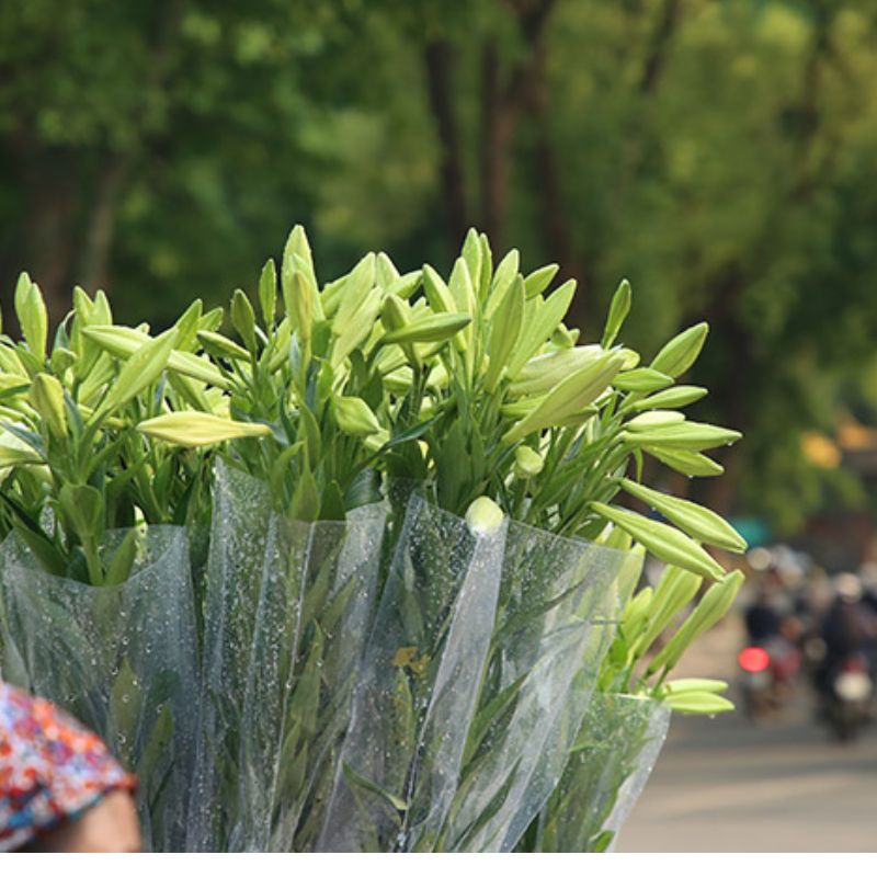 Hoa loa kèn nở vào tháng 4