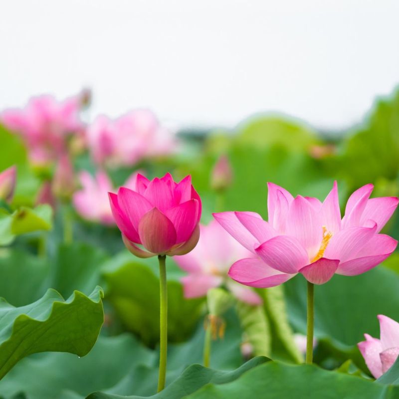 Hoa sen mang nét đẹp giản dị và bình yên