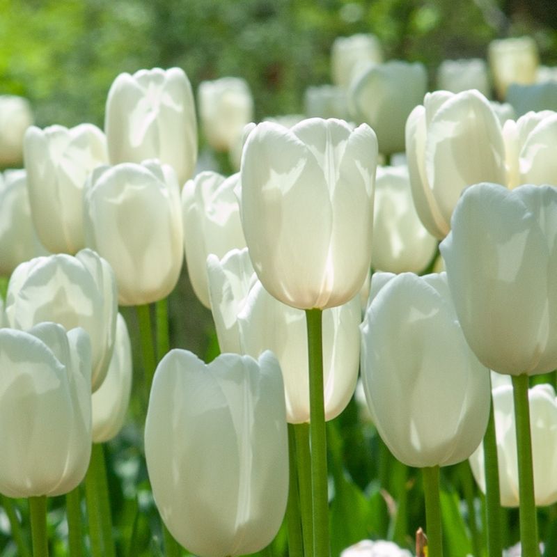 Hoa tulip - hoa ý nghĩa ngày 20/10