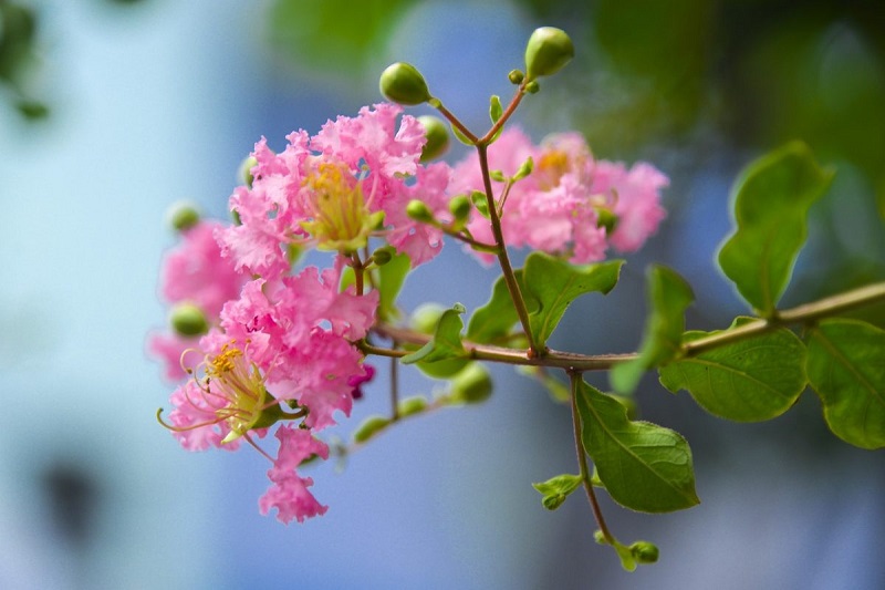 Hoa tường vi màu hồng