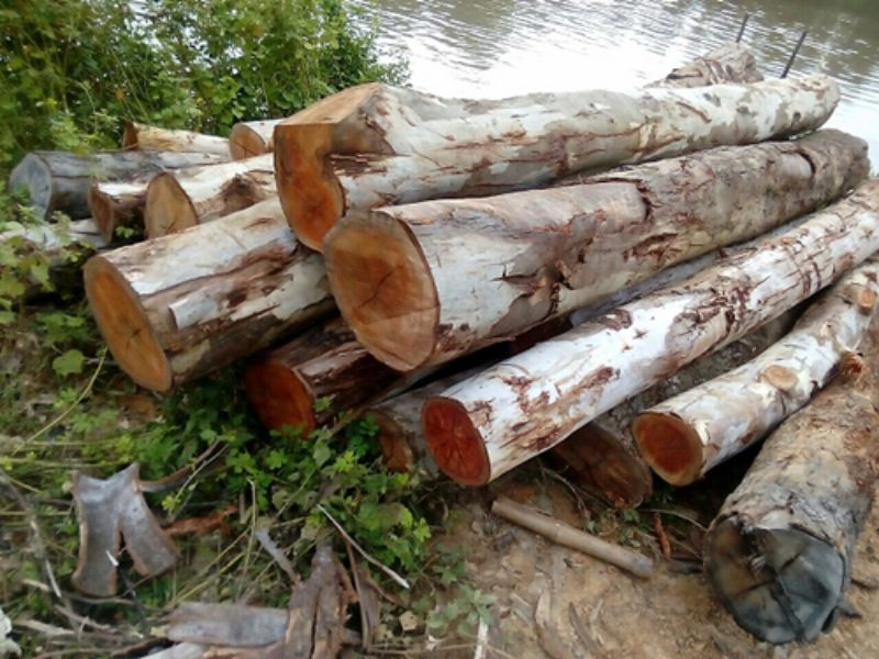 Gỗ bạch đàn sau khi thu hoạch