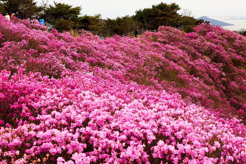Hoa đỗ quyên đẹp mê mẩn lòng người