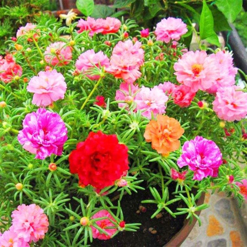 Hoa mười giờ khoe sắc thắm