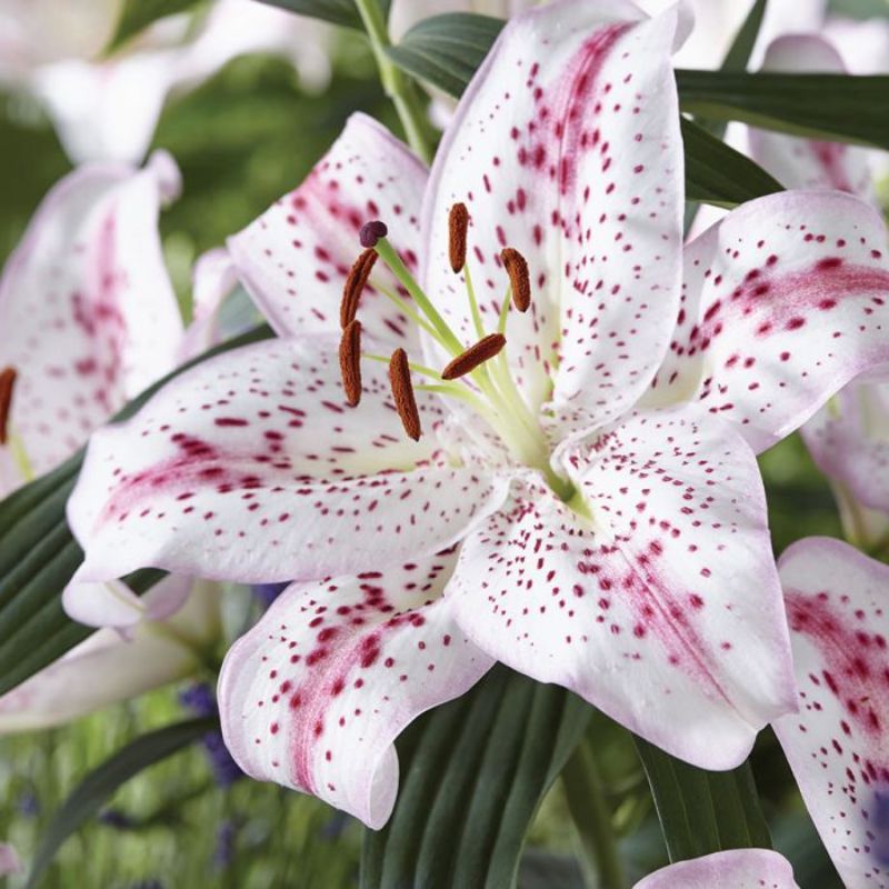 Phân biệt hai loại hoa lily và hoa loa kèn