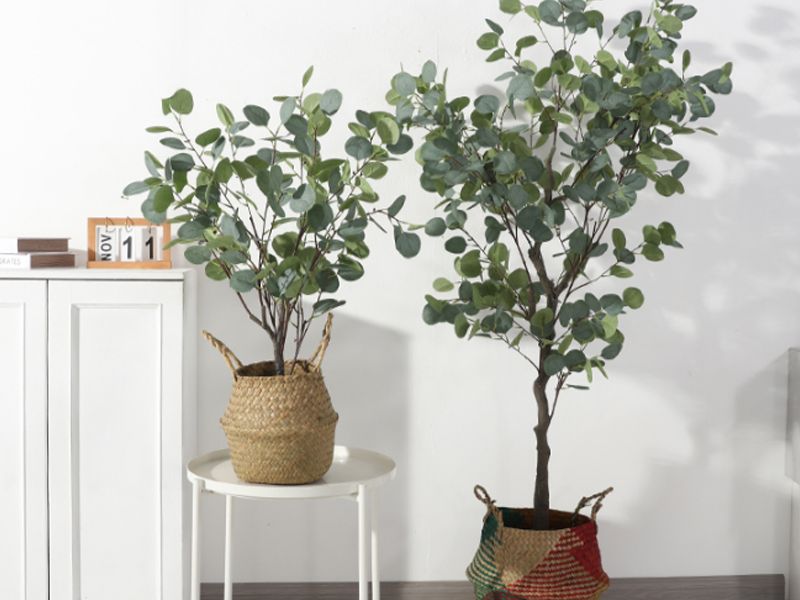 Ý nghĩa hoa bạch đàn về sự nhắc nhở