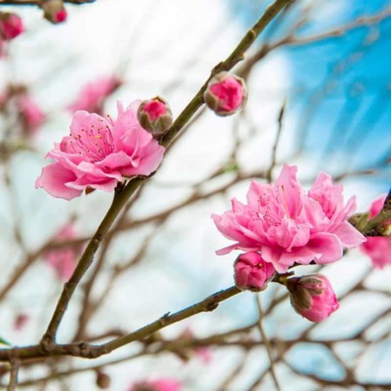Loài hoa đại diện cho tinh hoa ngũ hành
