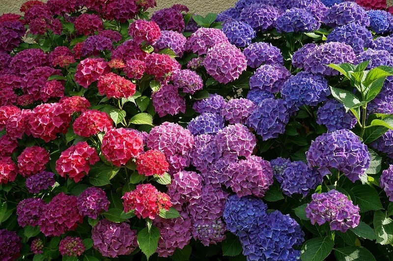 Hoa cẩm tú cầu vô cùng xinh đẹp