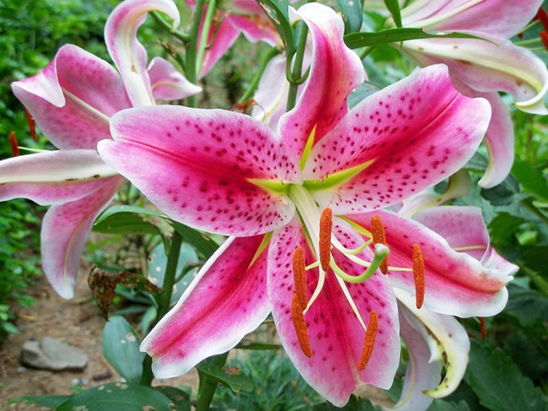 bách hợp có phải hoa lily không