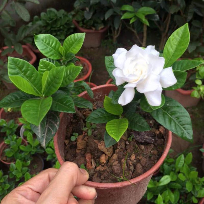 Hoa dành dành dễ trồng