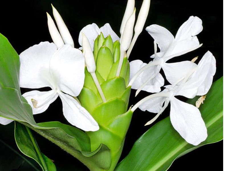 Củ hoa ngải tiên chữa được bệnh về xương khớp